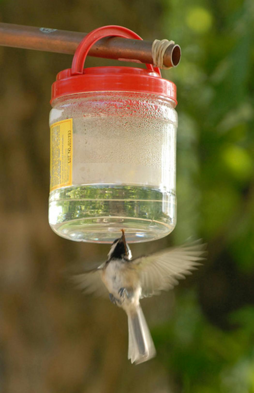 A chickadee drinks from a water dripper.