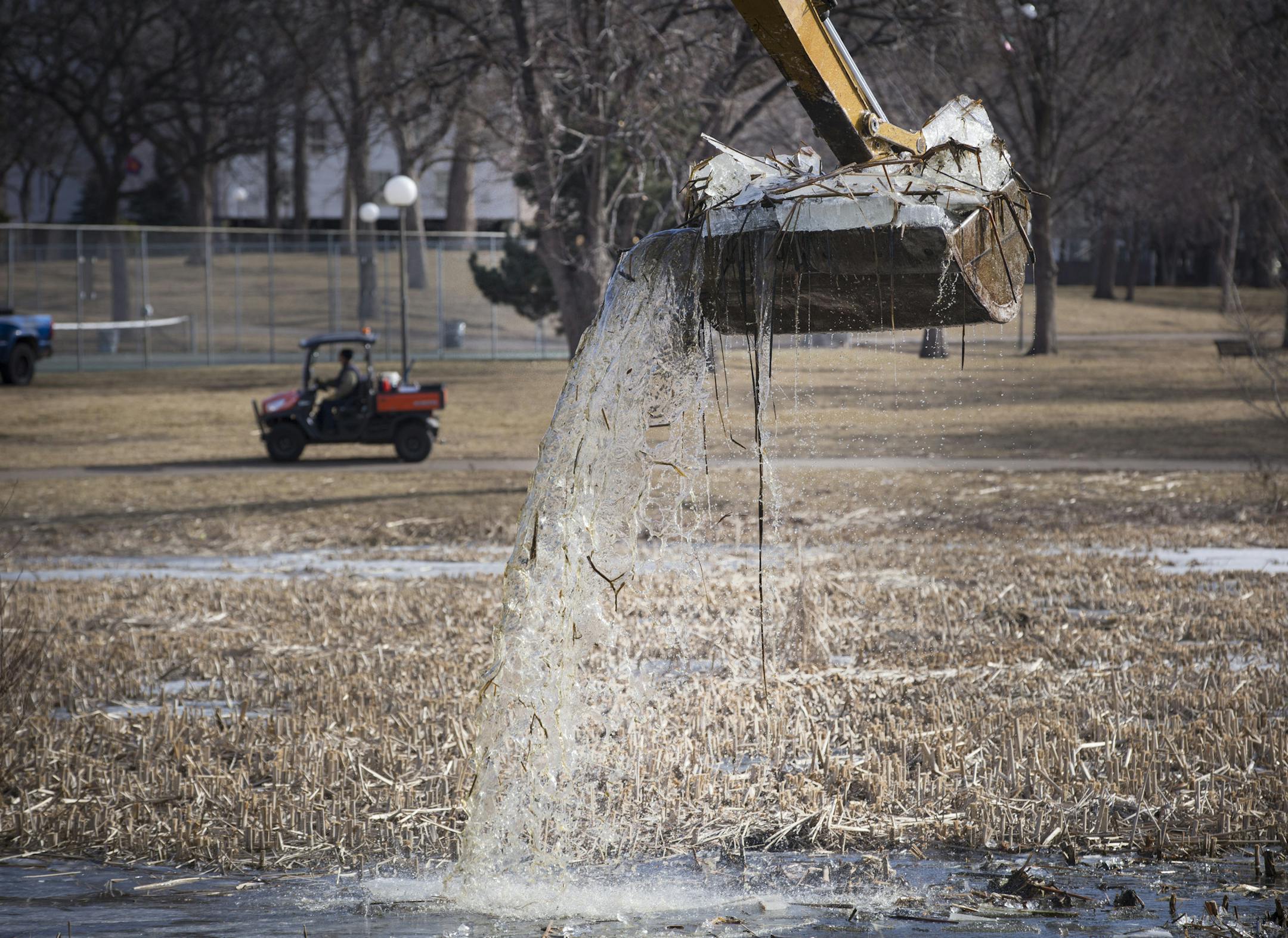 Maintenance crews removed an invasive hybrid cattail from the pond at Loring Park on Monday, February 29, 2016, in Minneapolis, Minn. ] RENEE JONES SCHNEIDER ï reneejones@startribune.com Minneapolis Park and Recreation Board (MPRB) forestry staff will begin cutting and removing frozen cattail encased in ice from Loring Pondís North Bay beginning Mon., February 29. Staff will use chainsaws, long-arm backhoes and other large mechanical equipment to cut and move the ice from Loring Park.