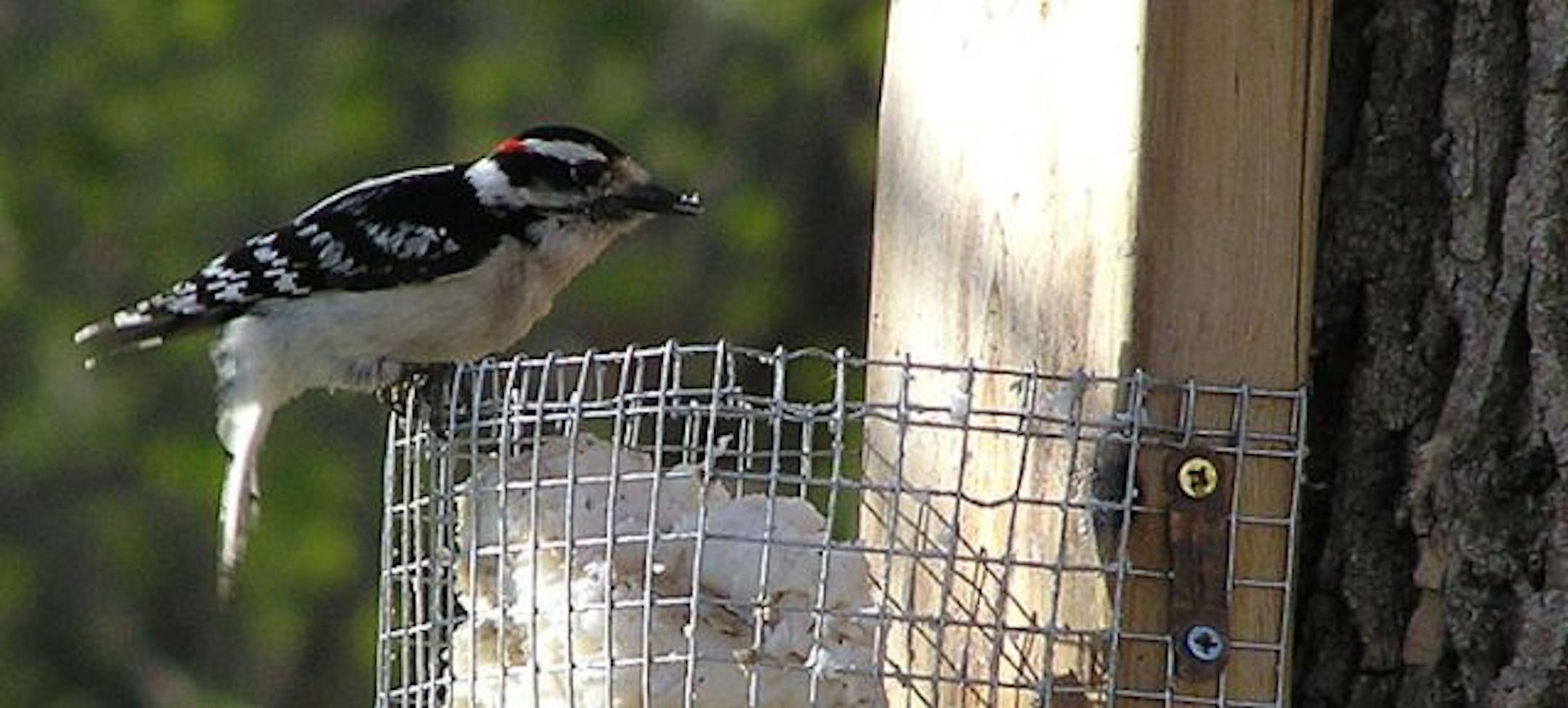 Downy woodpecker at suet feeder