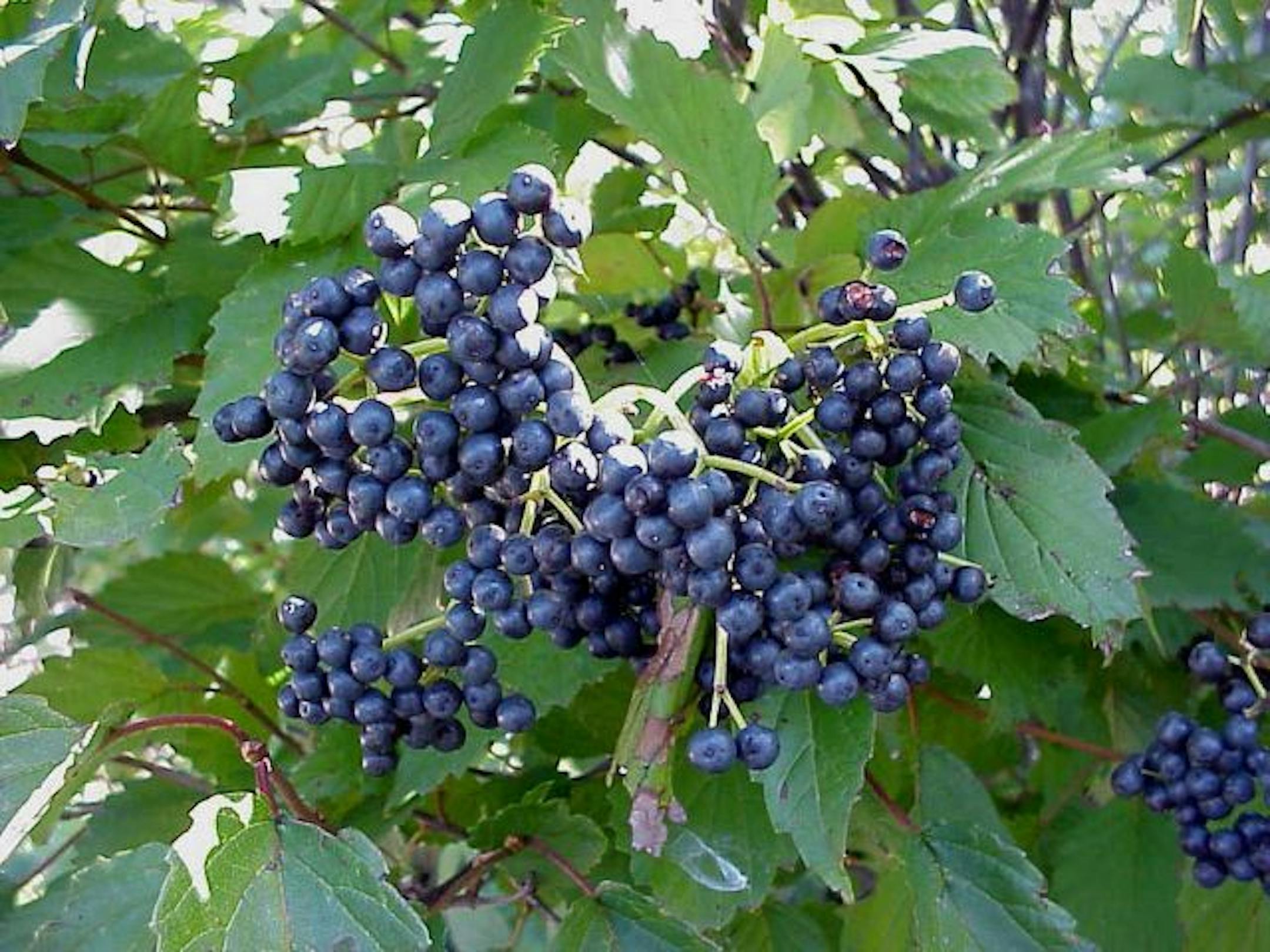 Arrowwood viburnum is an easy to care for native shrub.