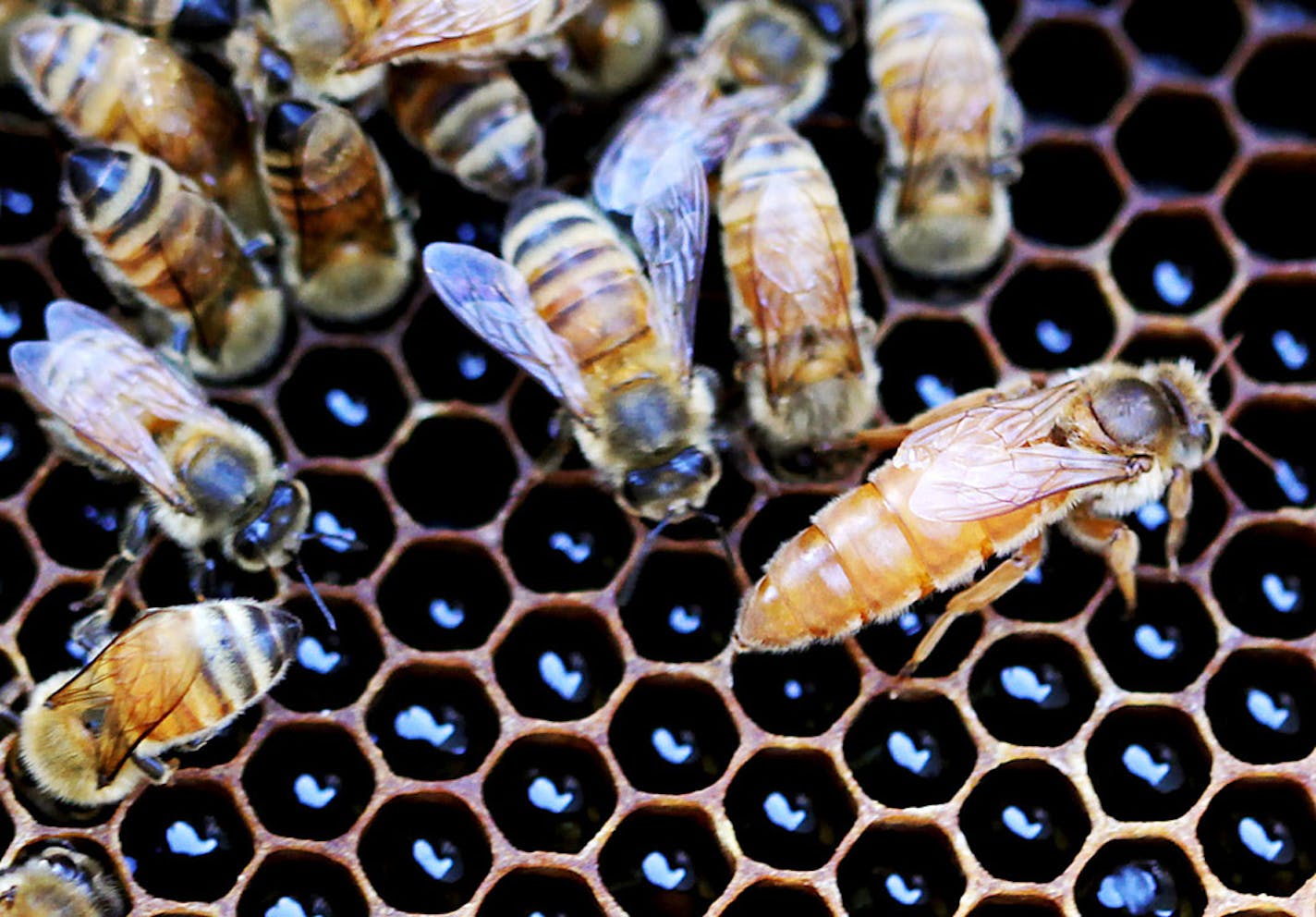 The queen, right, in a beehive on the second-floor roof of the W Minneapolis-The Foshay.