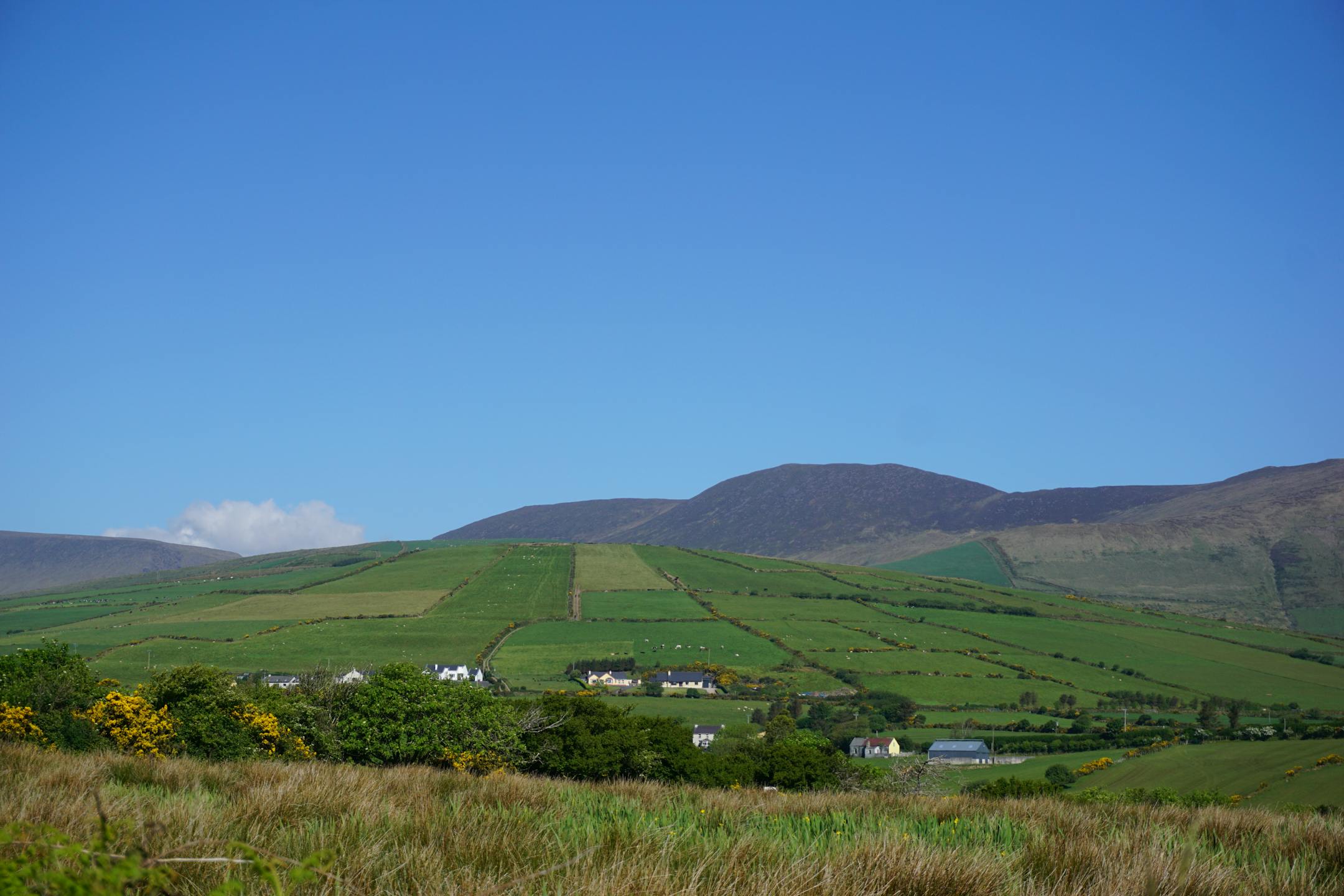 Patchwork fields and gorse bushes along the Dingle Way. photo by Laurie Hertzel
