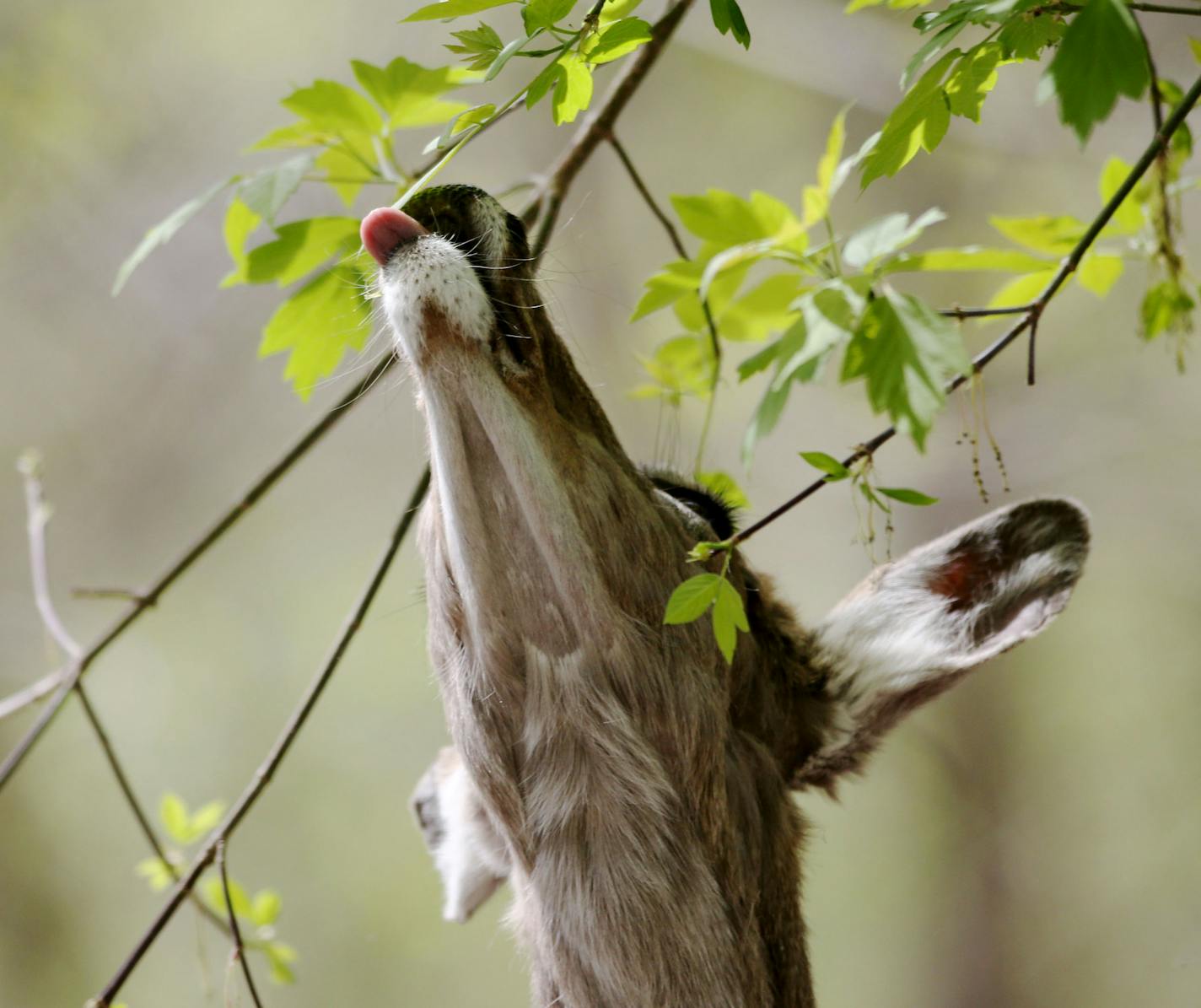 A whitetail deer uses its tongue to get at new, succulent leaves sprouting from a maple tree branch in Fort Snelling State Park Thursday, April 30, 2015, in Minneapolis, MN. ](DAVID JOLES/STARTRIBUNE)djoles@startribune.com A whitetail deer uses its tongue to get at new, succulent maple leaves on a tree in Fort Snelling State Park Thursday, April 30, 2015, in Minneapolis, MN.