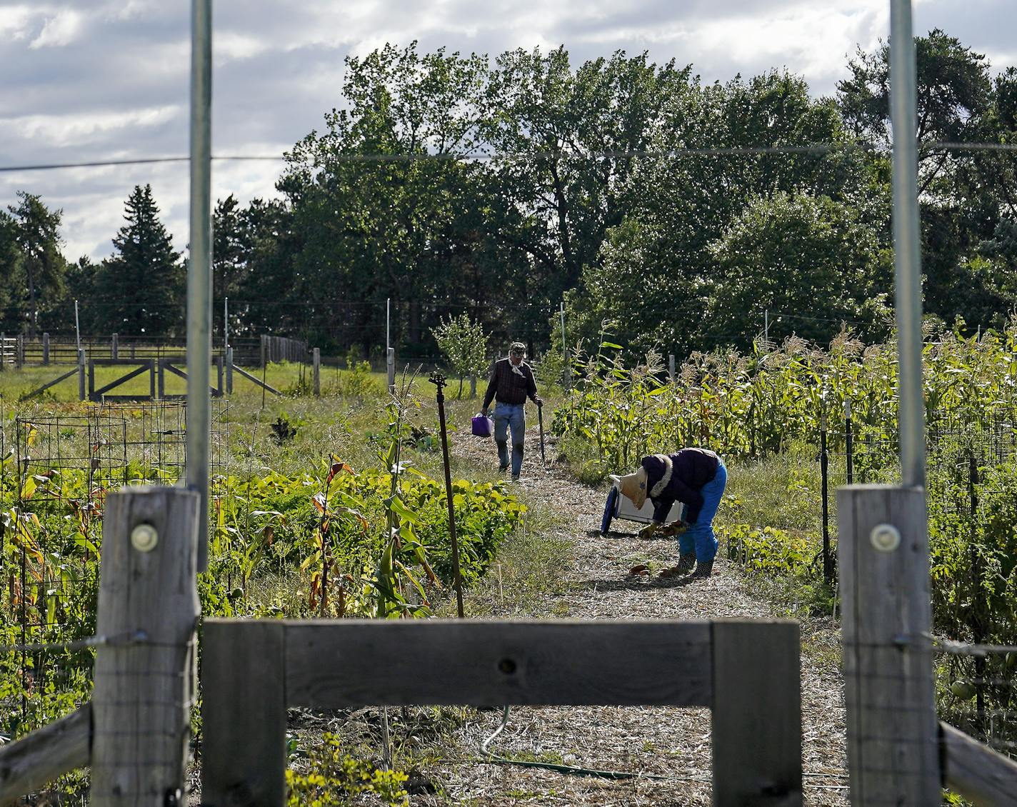 Oliver Kelley Farm employees Donna Schaefer, right, and John Hanson harvested vegetables Thursday in Elk River. Since spring, the farm has grown nearly 7,000 pounds of food that has all gone to a local food shelf, and it will continue to do so through October.