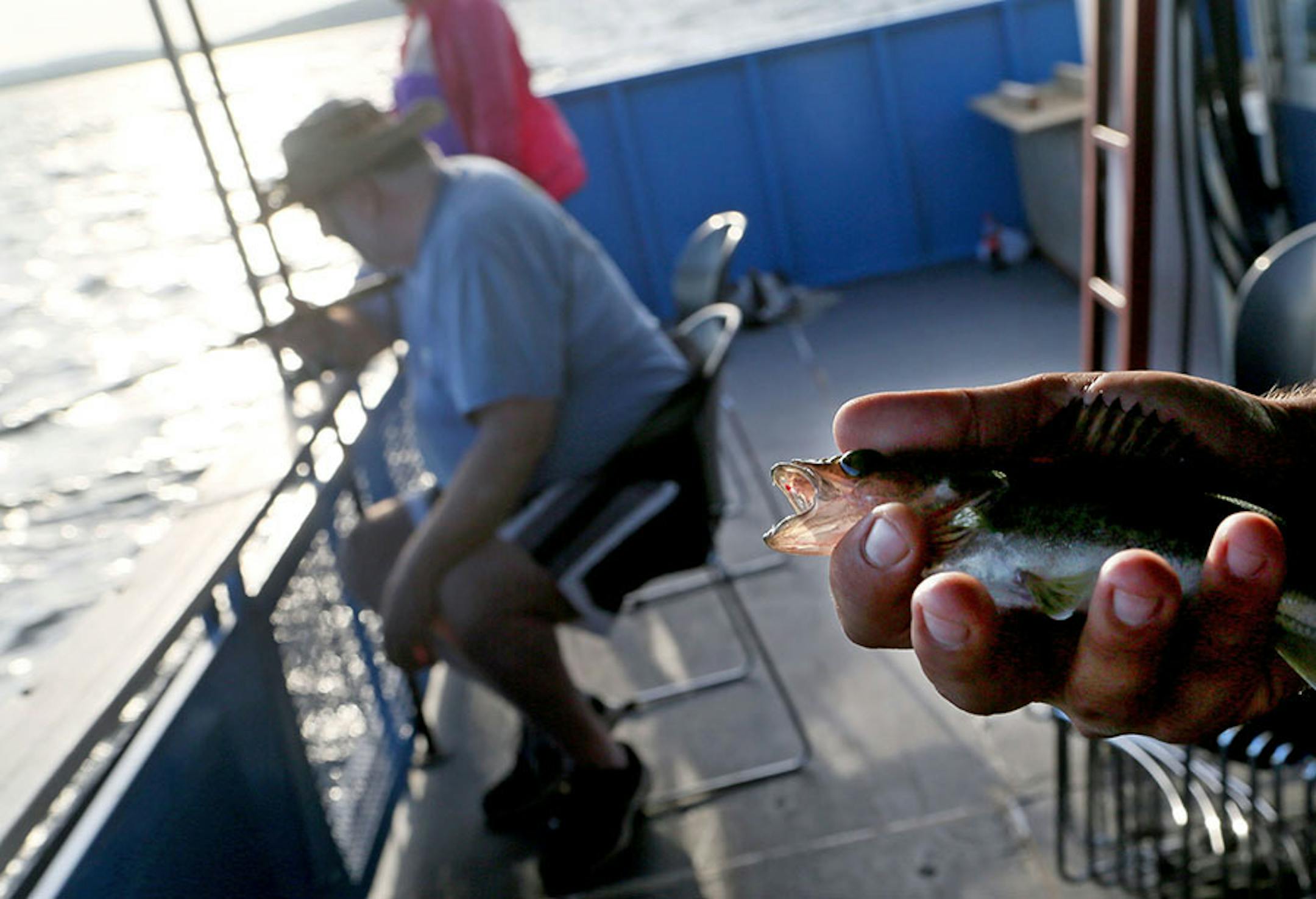 Travis Koster, the captain and fishing guide on a Twin Pines Resort boat, carefully holds a small walleye caught by a client before releasing the fish as client David Hill of Brooklyn Park fishes Wednesday, July 29, 2015, during an evening excursion on Lake Mille Lacs.