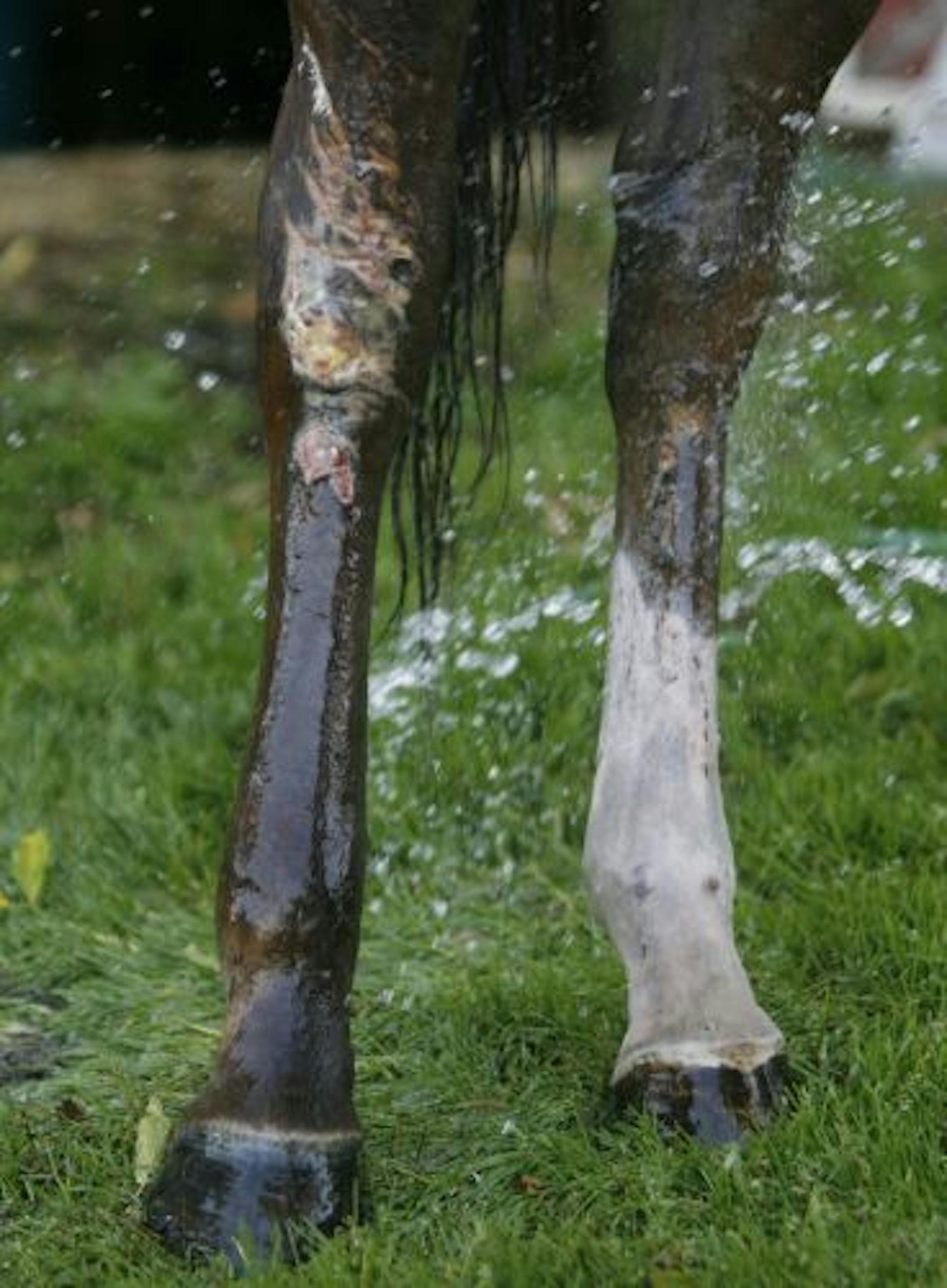 A Prior Lake horse was attacked last month by what is believed to be a cougar.