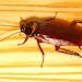 A cockroach, but not a Florida woods cockroach aka palmetto bug.