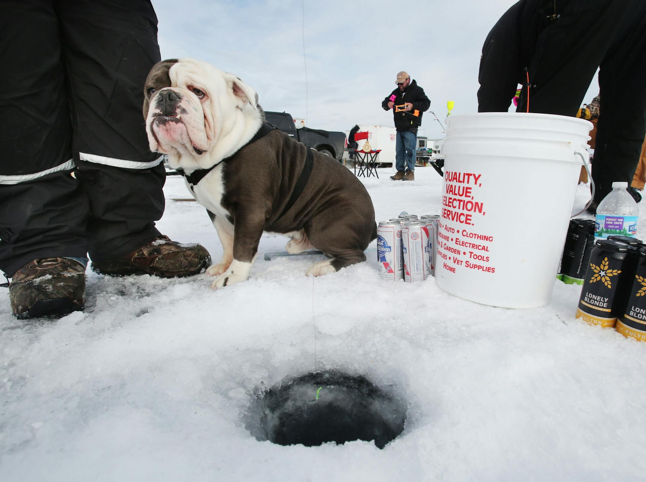 Gravy, a lale, two-year old English bulldog, stayed close to his owner Brandon Olson of Montevideo as Olson and other family members fished on Hole in the Day Bay of Gull Lake during the Ice Fishing Extravaganza Saturday, Feb. 6, 2016, in Brainerd, MN.