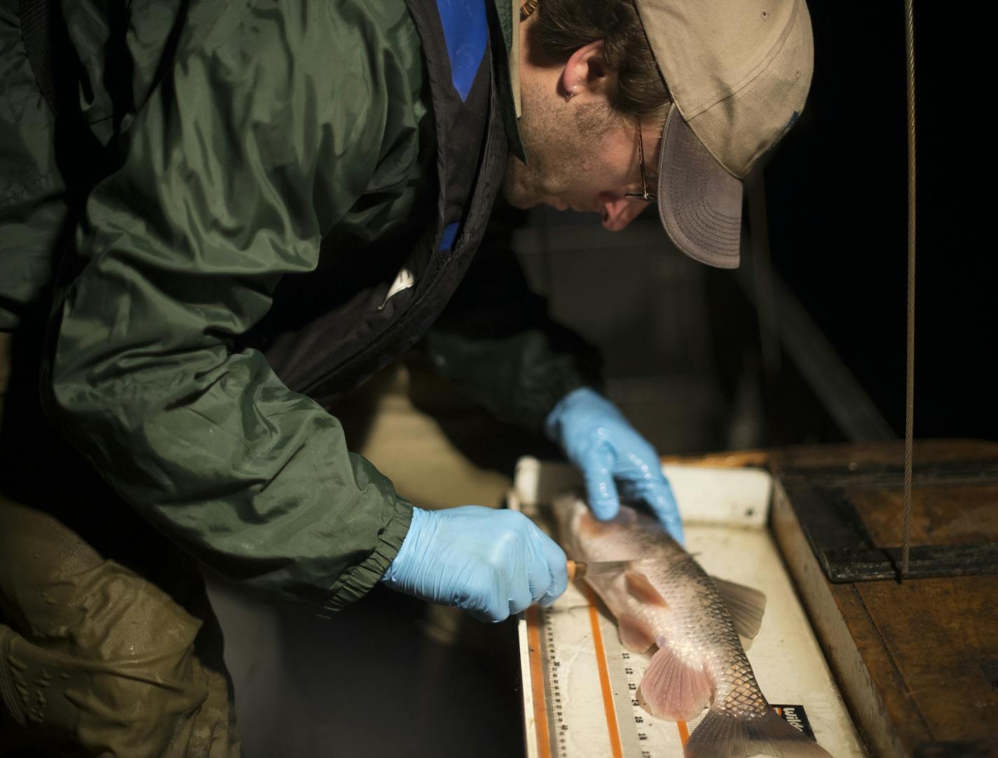 DNR fisheries research biologist Matt Hennen used a knife to take a scale sample from a white suckerfish Tuesday night. ] (Aaron Lavinsky | StarTribune) aaron.lavinsky@startribune.com By the middle of this century, two-thirds of Minnesota's lakes will be too warm for coldwater tulibee, the rich fatty fish that walleye and other game fish need to eat. The same is true for lake trout, burbot and other cold-water fish, creating a cascade of unpredictable shifts in the underwater ecosystems of Minne