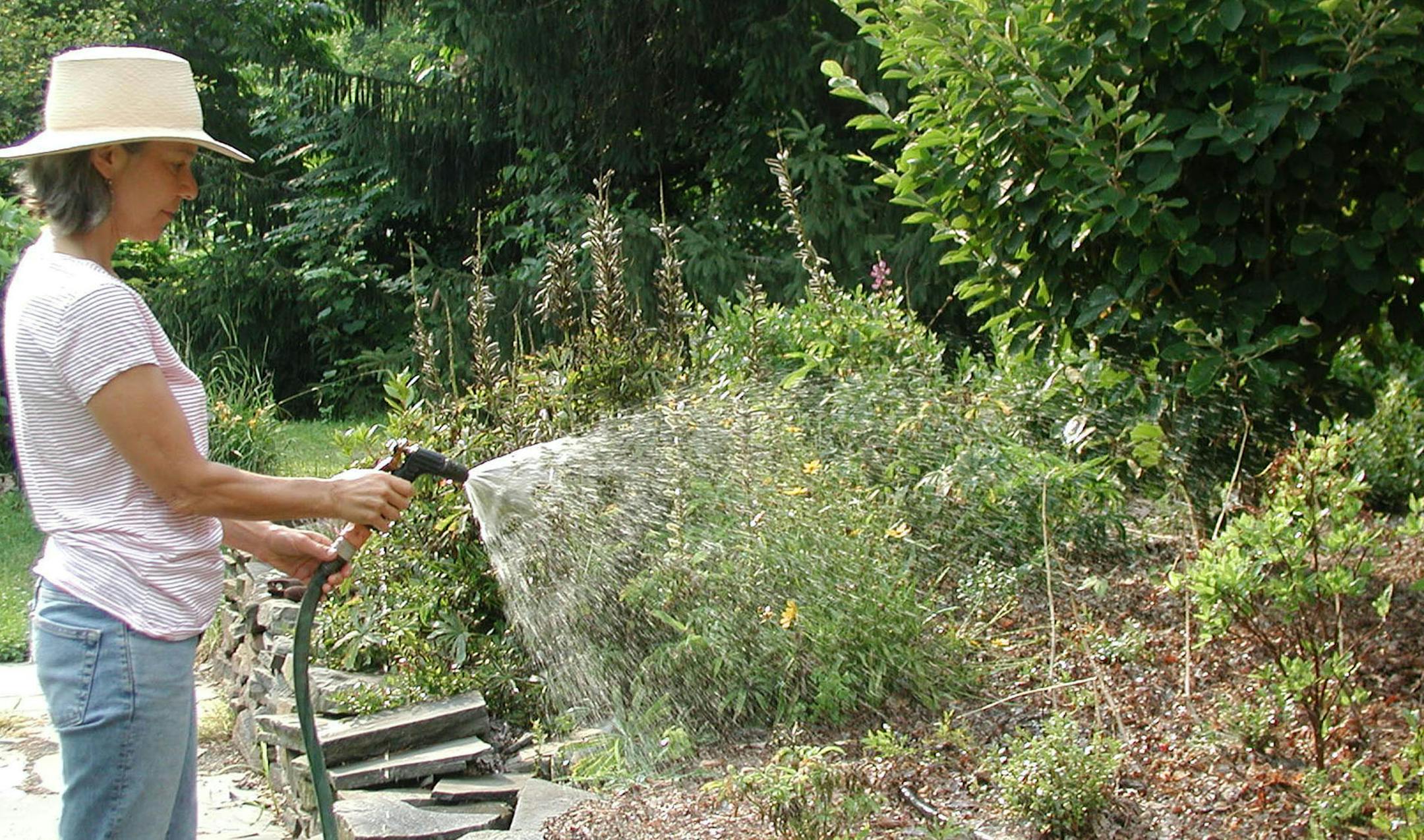 In this image taken on July 15, 2012, a woman uses a hose-end sprayer to water a garden in New Paltz, N.Y. Timely watering can eke the best plant growth from any plot of ground in any season. (AP Photo/Lee Reich) ORG XMIT: MIN2013060309554215