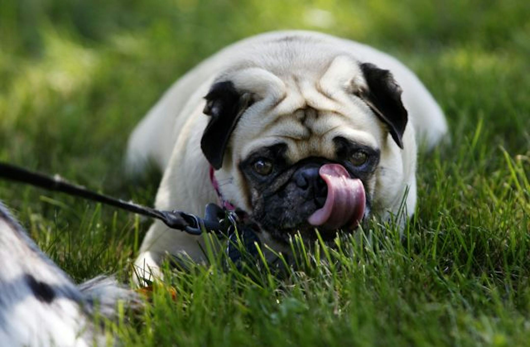 Nibbler, a 2-year-old pug, is one of dog walker Diane Thurman's charges. To many people, the park is not a place where dogs should be allowed to run loose. "They don't send dogs into a veterans cemetery," said Ed Christopher, 84.