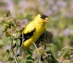 Goldfinches find seeds, but not at feeders