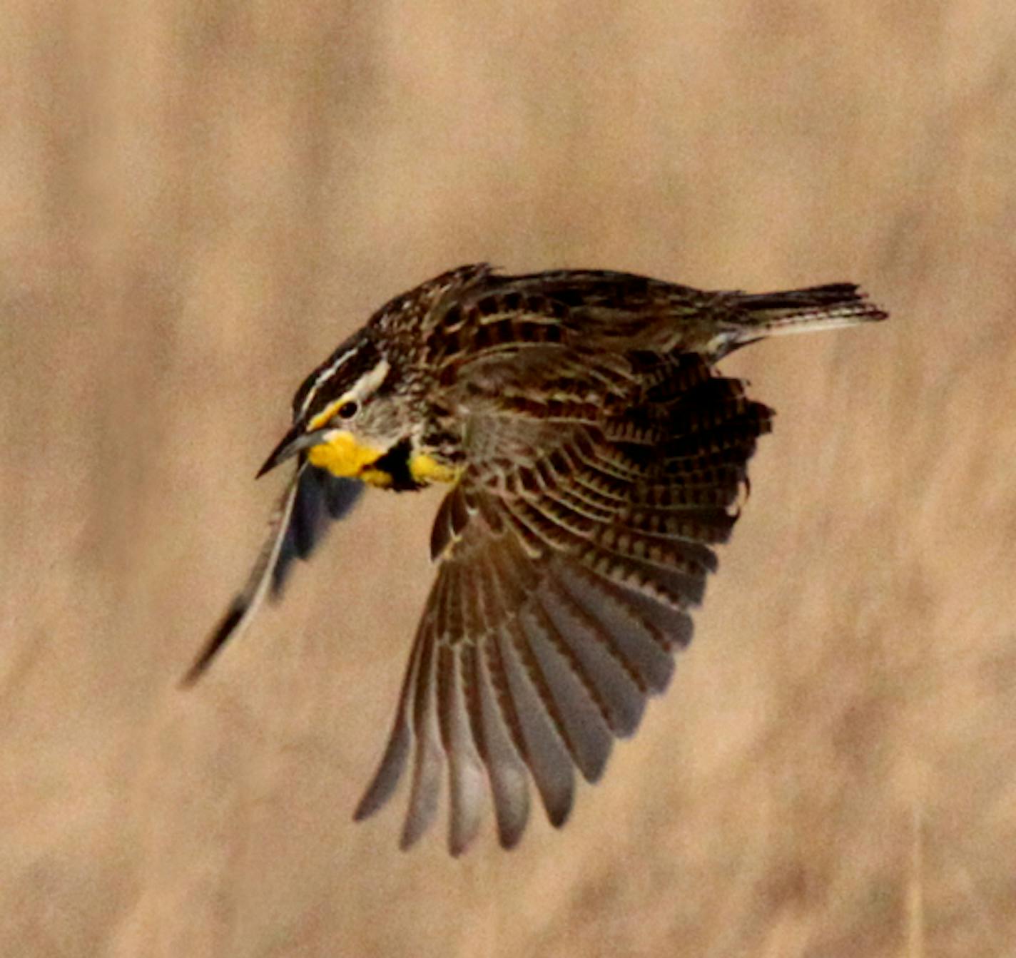 Photo by Carrol Henderson. Western meadowlark in flight.