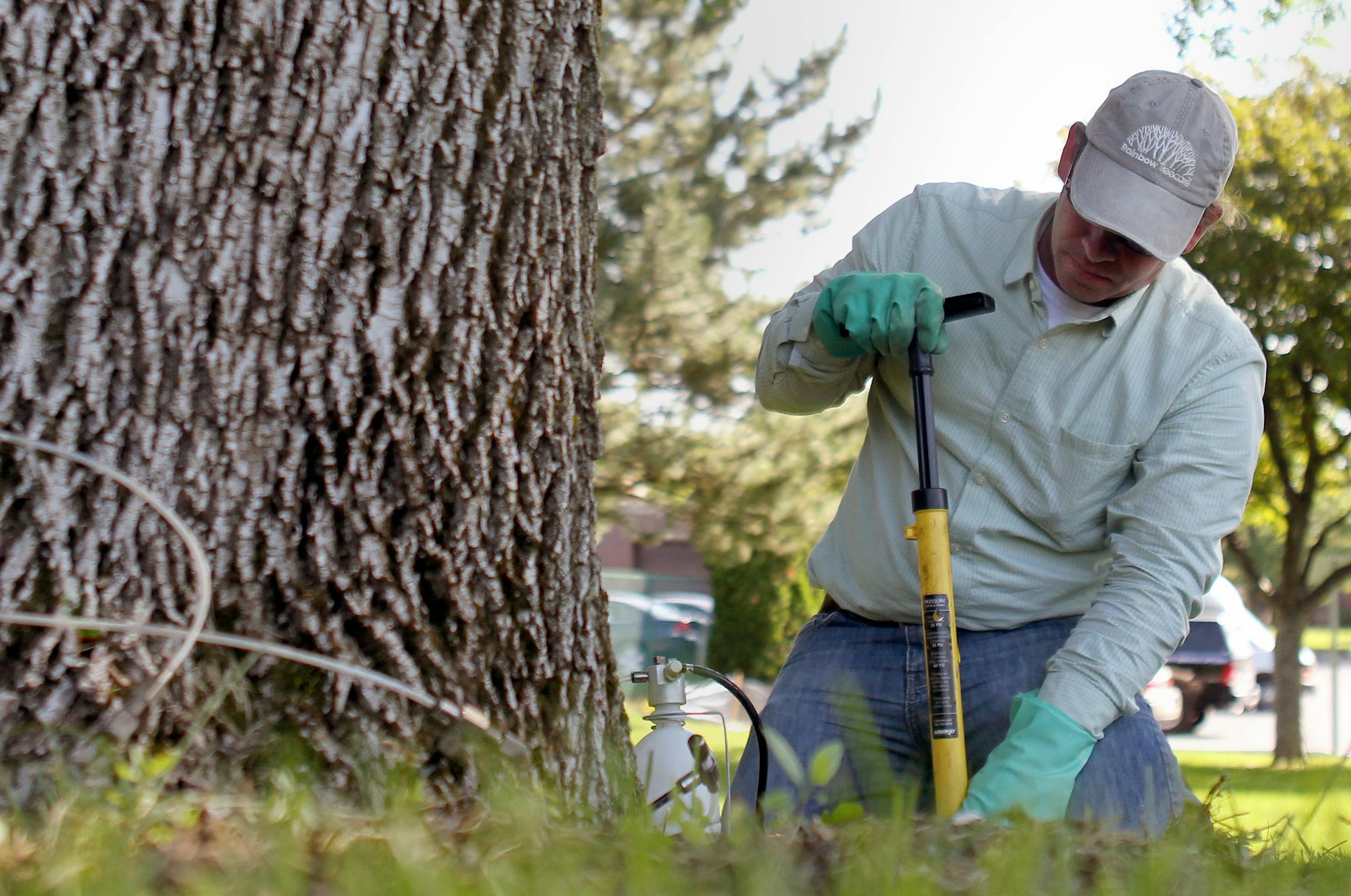 Sam Drahn, a research a development coordinator for Rainbow Tree Care, injects trees at city hall with pesticide in Burnsville, Minn., on Thursday, July 25, 2013. Burnsville is the first city to use an organic based pesticide to protect ash trees on city property. ] (ANNA REED/STAR TRIBUNE) anna.reed@startribune.com (cq)