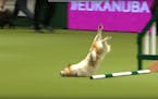Olly, a scrappy little rescue dog, took a face-plant on the agility course at Crufts (the U.K. version of the Westminster Dog Show) last weekend.