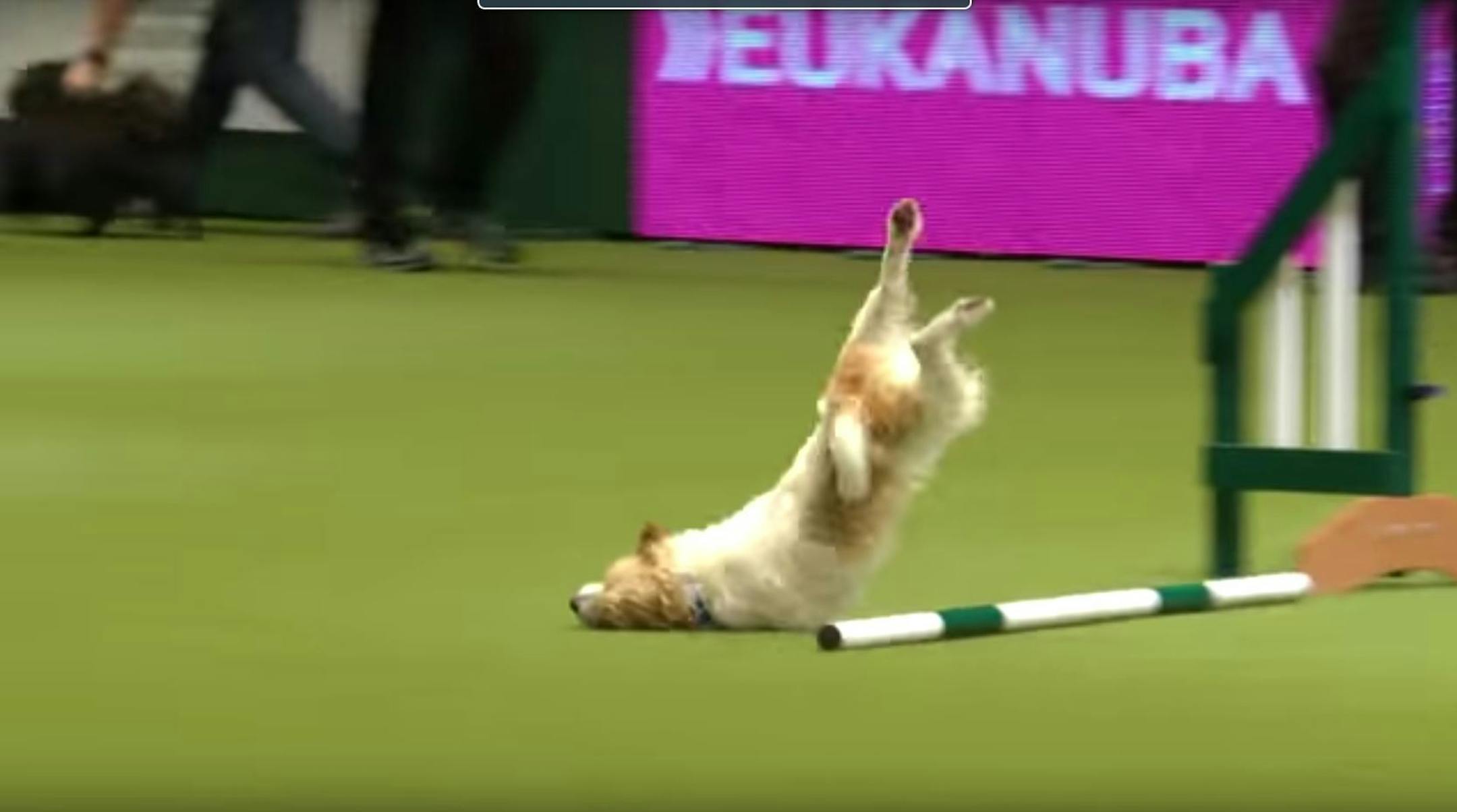 Olly, a scrappy little rescue dog, took a face-plant on the agility course at Crufts (the U.K. version of the Westminster Dog Show) last weekend.
