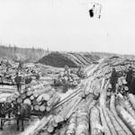 Log piles ready to be hauled by train at a logging camp in Roseau, Minn., in the early 1900s.