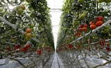 The Bushel Boy Farm in Owatonna grows tomatoes year-round, with rows of tomatoes growing in the greenhouse.