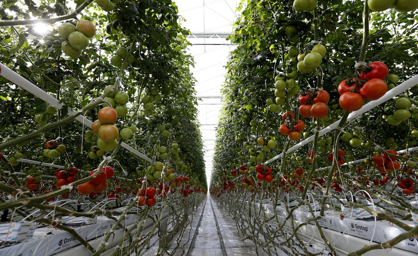 The Bushel Boy Farm in Owatonna grows tomatoes year-round, with rows of tomatoes growing in the greenhouse.