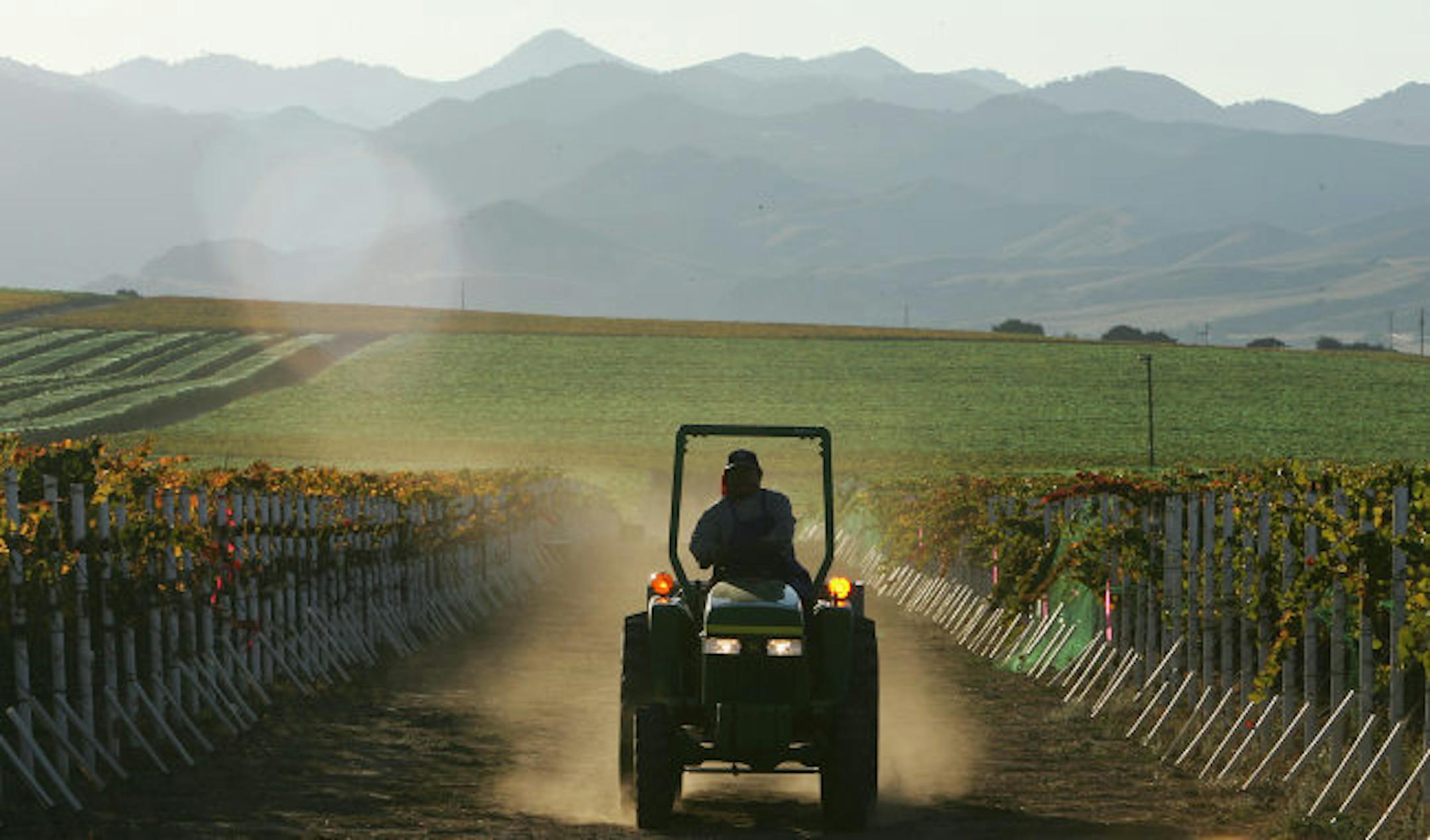 A farm worker drives a tractor through the a vineyard during harvest.