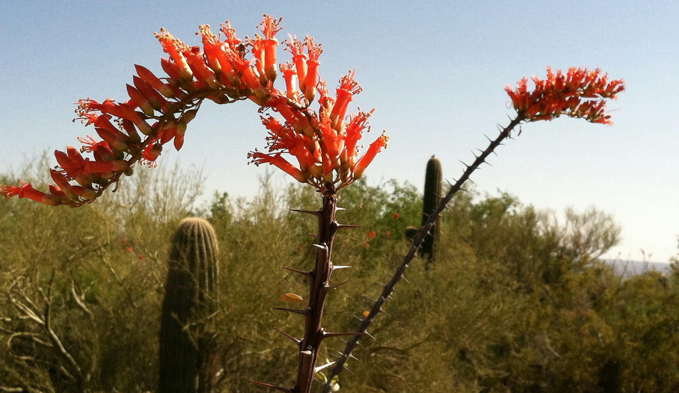 desert in bloom
