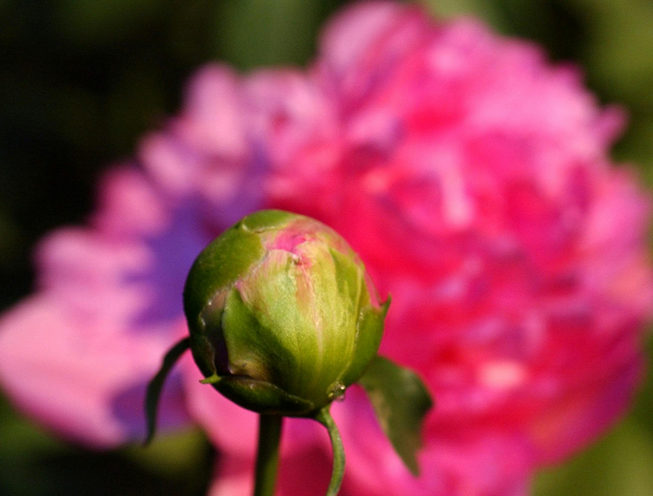 Minneapolis,Mn.,Weds.,Mar. 24, 2004--Peonies in various stages of blooming are just some of the flowers in the "Garden of Make Believe", the 41st annual spring flower show in Marshall-Field's eight floor auditorium.
GENERAL INFORMATION: The Marshall Field's-Bachman's annual spring flower show has the theme of "Garden of Make Believe".