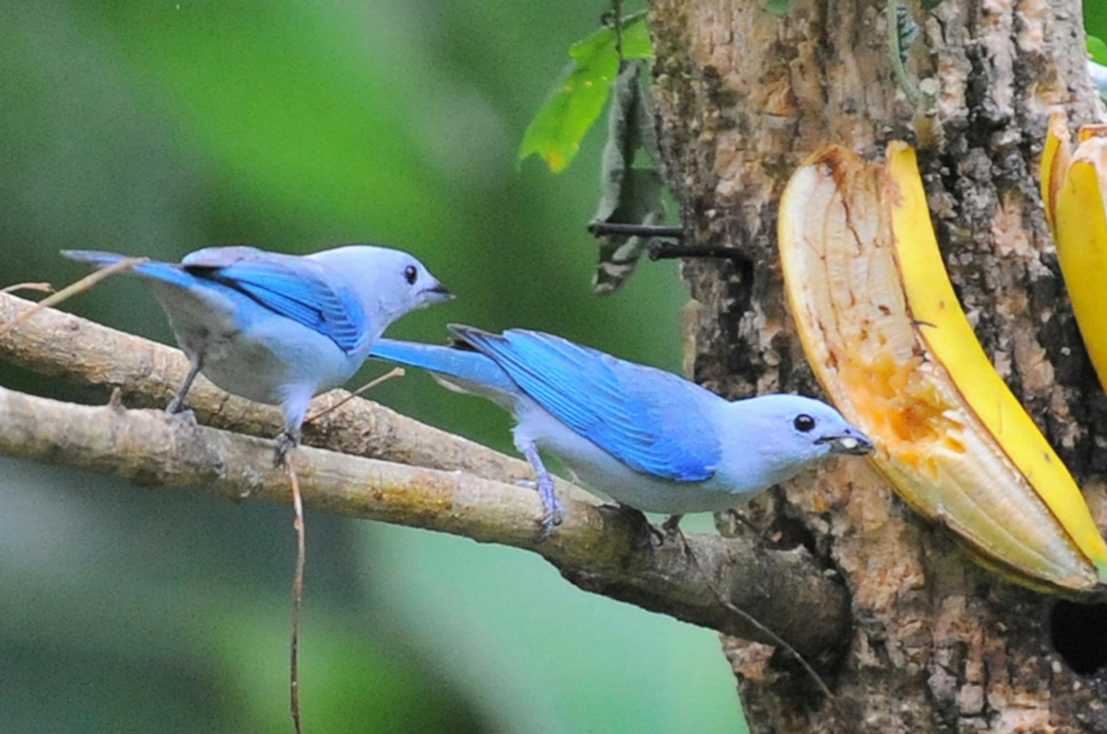 Blue-gray tanagers credit: Jim Williams, special to the Star Tribune