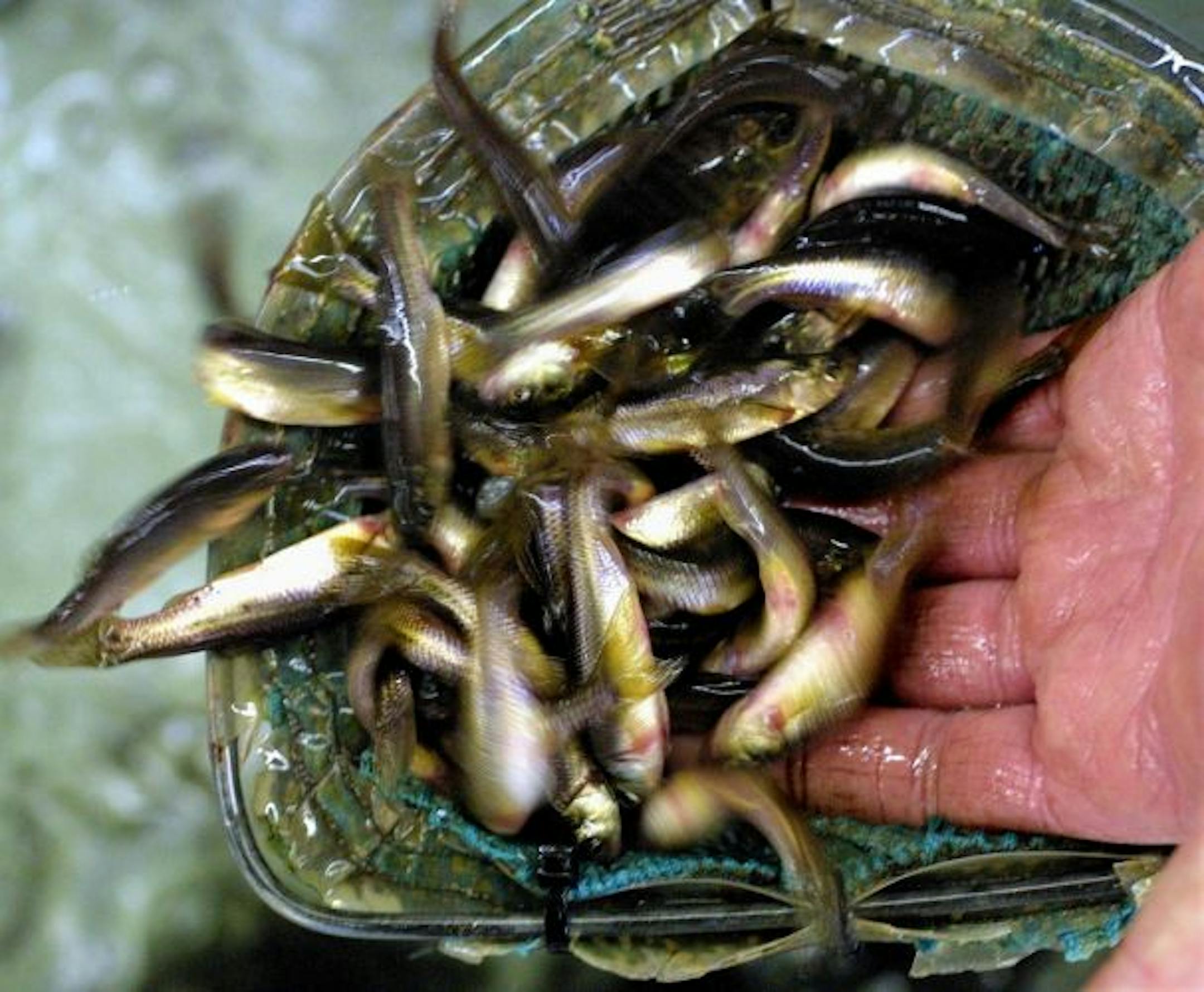 Fathead minnows jump from a scoop net at Frankies Live Bait shop in Chisago.