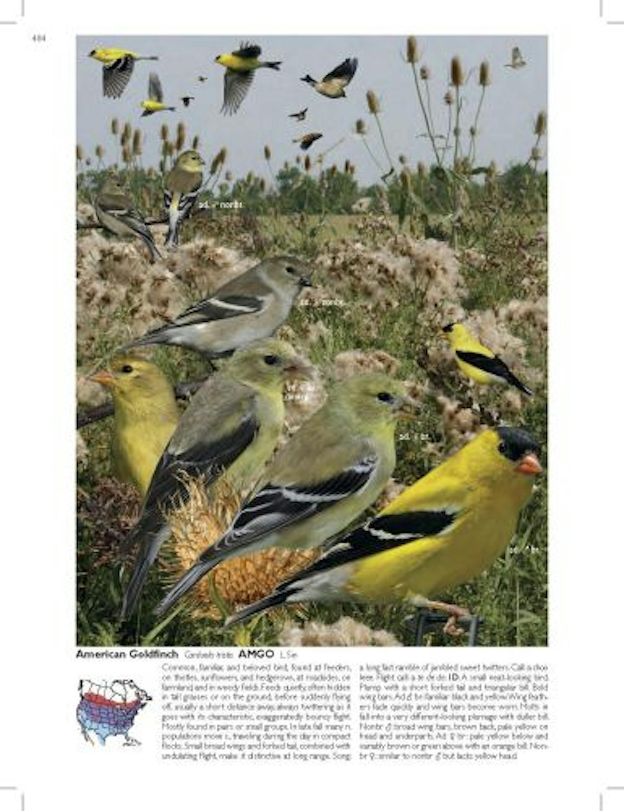 American goldfinch, from "The Crossley ID Guide: Eastern Birds"