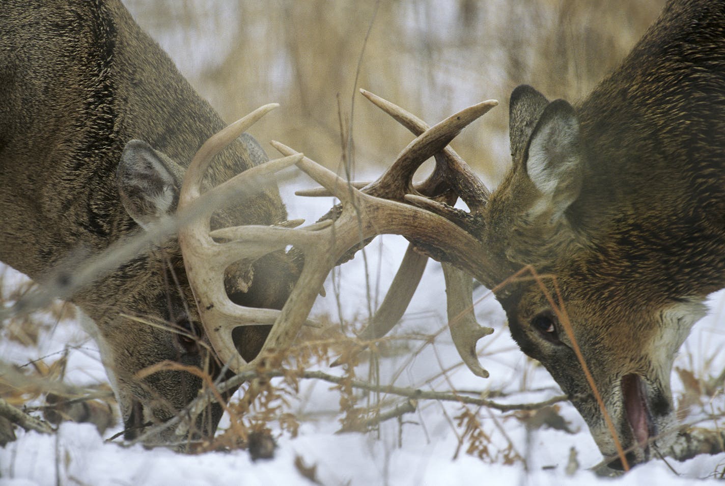 DO NOT USE! ONE-TIME USE WILL BILL MARCHEL COPY ONLY! Photo by Bill Marchel.A 12-point buck, at left, fights with the 8-pointer on the right. The 12-pointer emerged the victor, but even he left the scene limping from an injured front shoulder.