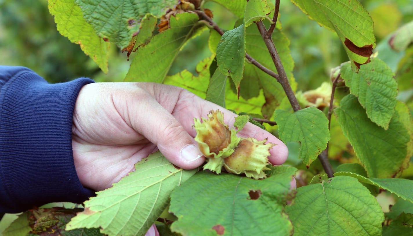 Domesticating wild hazelnut plants for production, particularly in the transition zone between Minnesota’s prairies and forests, is part of the Forever Green initiative at the University of Minnesota.