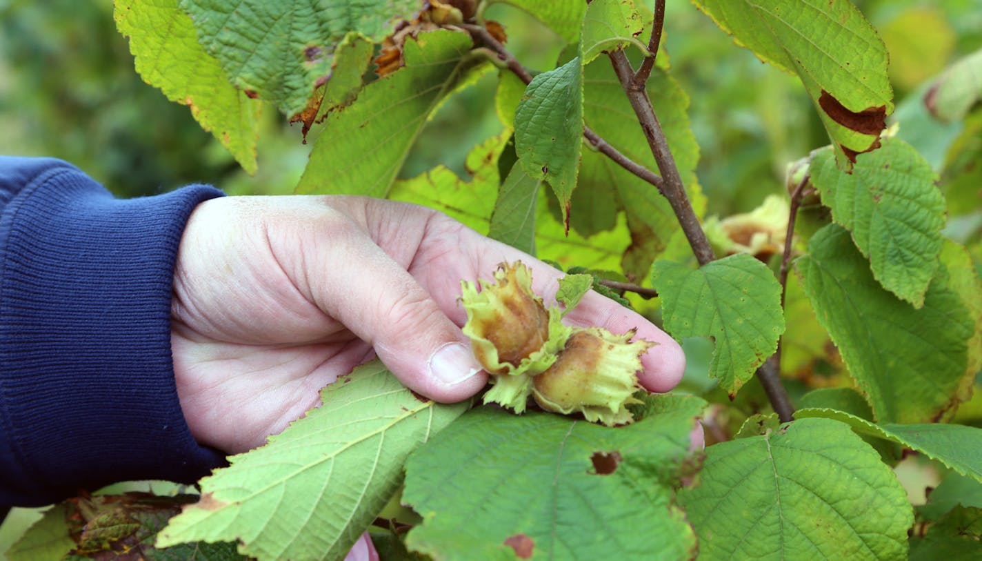 Domesticating wild hazelnut plants for production, particularly in the transition zone between Minnesota&#x2019;s prairies and forests, is part of the Forever Green initiative at the University of Minnesota.