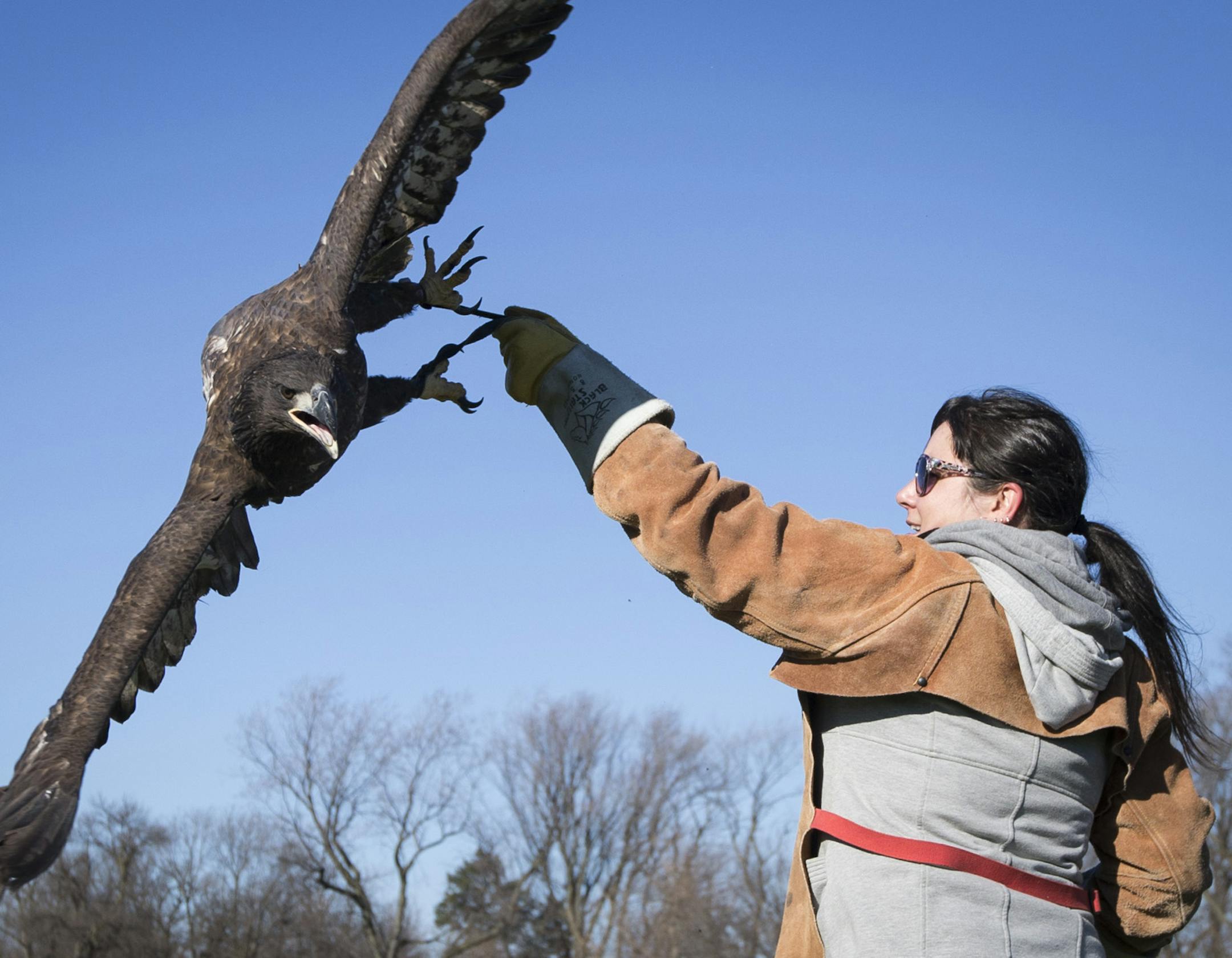 Volunteer Alisha Walden grabbed a five-month-old bald eagle male on a rope as she trained this eagle learn to fly again before they release it into the wild soon. Photographed on Monday, November 23, 2015, in St. Paul, Minn. ] RENEE JONES SCHNEIDER • reneejones@startribune.com