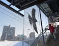 Nancy Blum's artwork titled '(Im)migration' at West Bank station on the Green Line features steel birds that reflect the immigrant groups that have es