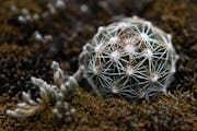 A healthy ball cactus, planted last year on a granite outcropping, Thursday, Sept. 21, 2023 at Big Stone National Wildlife Refuge outside Ortonville, 