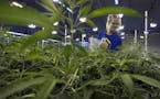 LeafLine Labs, which grows marijuana plants at a facility in Cottage Grove, says the shortage of medical cannabis is temporary.