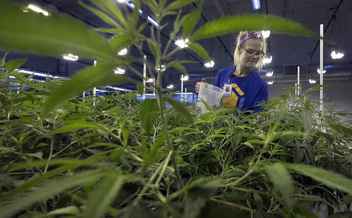 LeafLine Labs, which grows marijuana plants at a facility in Cottage Grove, says the shortage of medical cannabis is temporary.