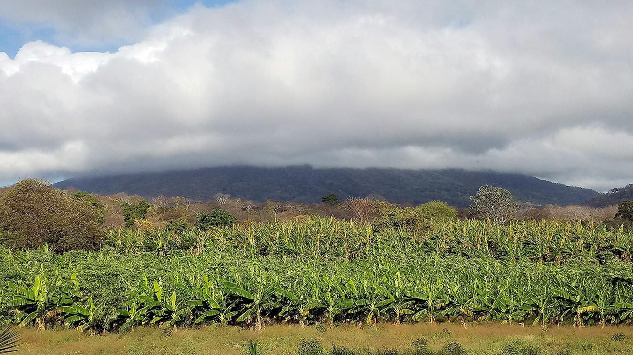 A field of plantain trees at the foot of the volcano Concepcion, in the Ojo de Agua park on the island of Ometepe in Nicaragua. The island enjoys a strong agricultural output due to the rich volcanic soil.