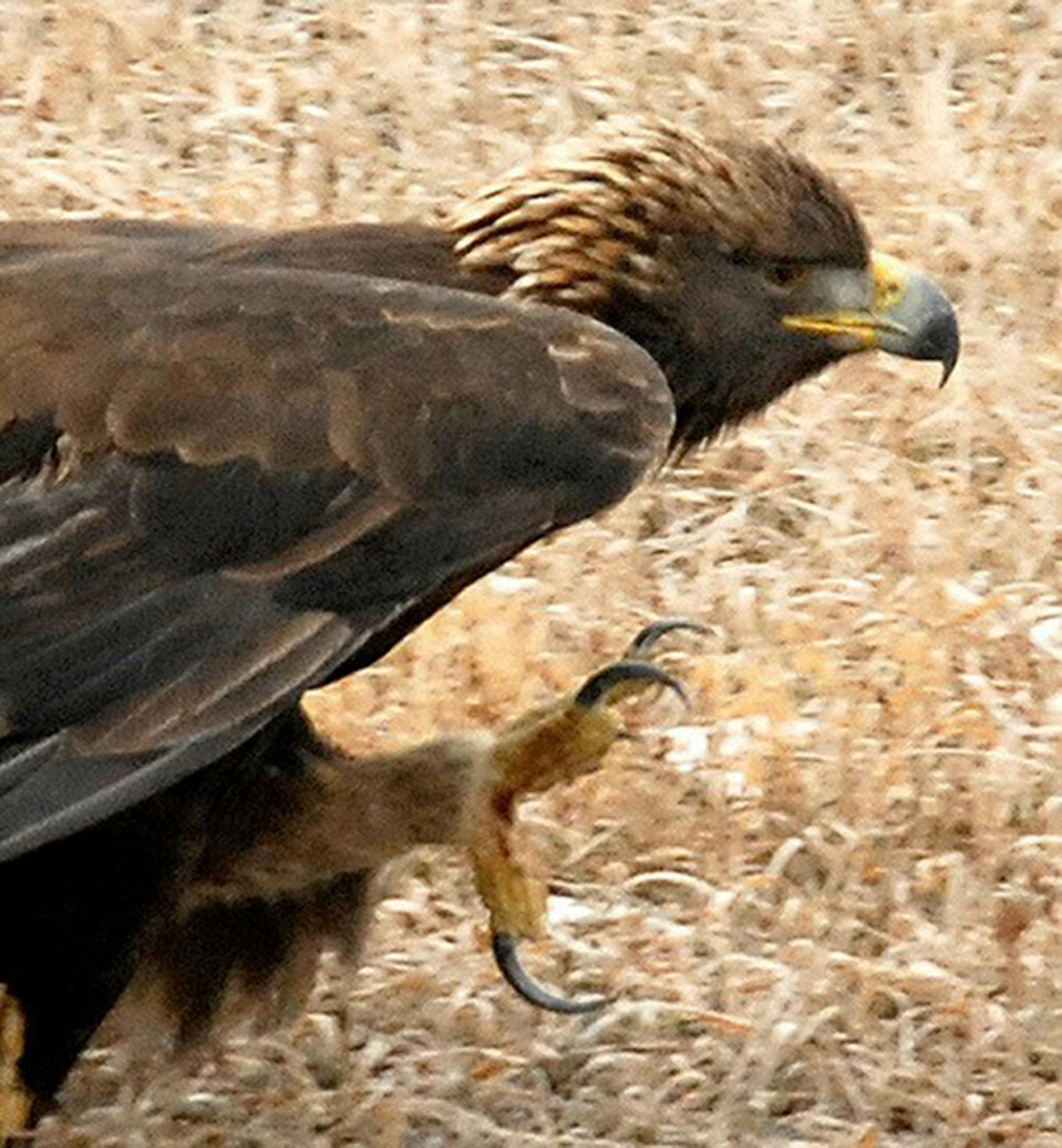 Golden eagles have formidable talons and grip strength. Jim Williams photo
