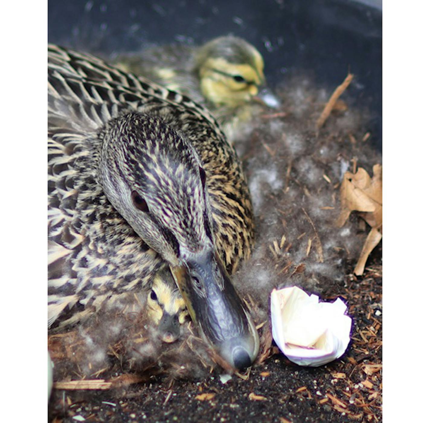 Mallard ducklings and a mother duck with broken egg shells in the foreground.