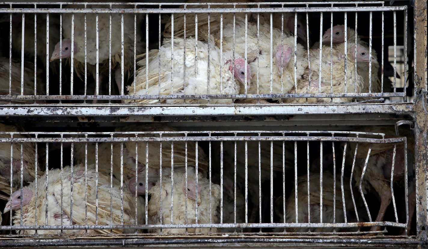 Turkeys await processing outside a Jennie-O Turkey Store processing plant Thursday, April 9, 2010, in Melrose, MN.](DAVID JOLES/STARTRIBINE)djoles@startribune.com DNR officials scour the banks of the Sauk River for waterfowl droppings, hoping to find a link to a bird flu that is sweeping through turkey-producing country. Nine Minnesota turkey farms have been hit by the bird flu in recent days.