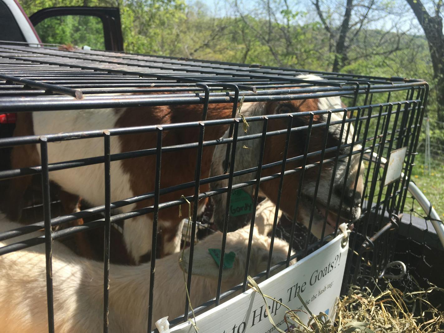 Gordy the Goat was kidnapped but rescued.