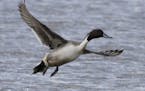 A drake pintail flushes at the Quivira National Wildlife Refuge. Recent counts state there were about 97,000 ducks at the refuge. (Michael Pearce/Wich