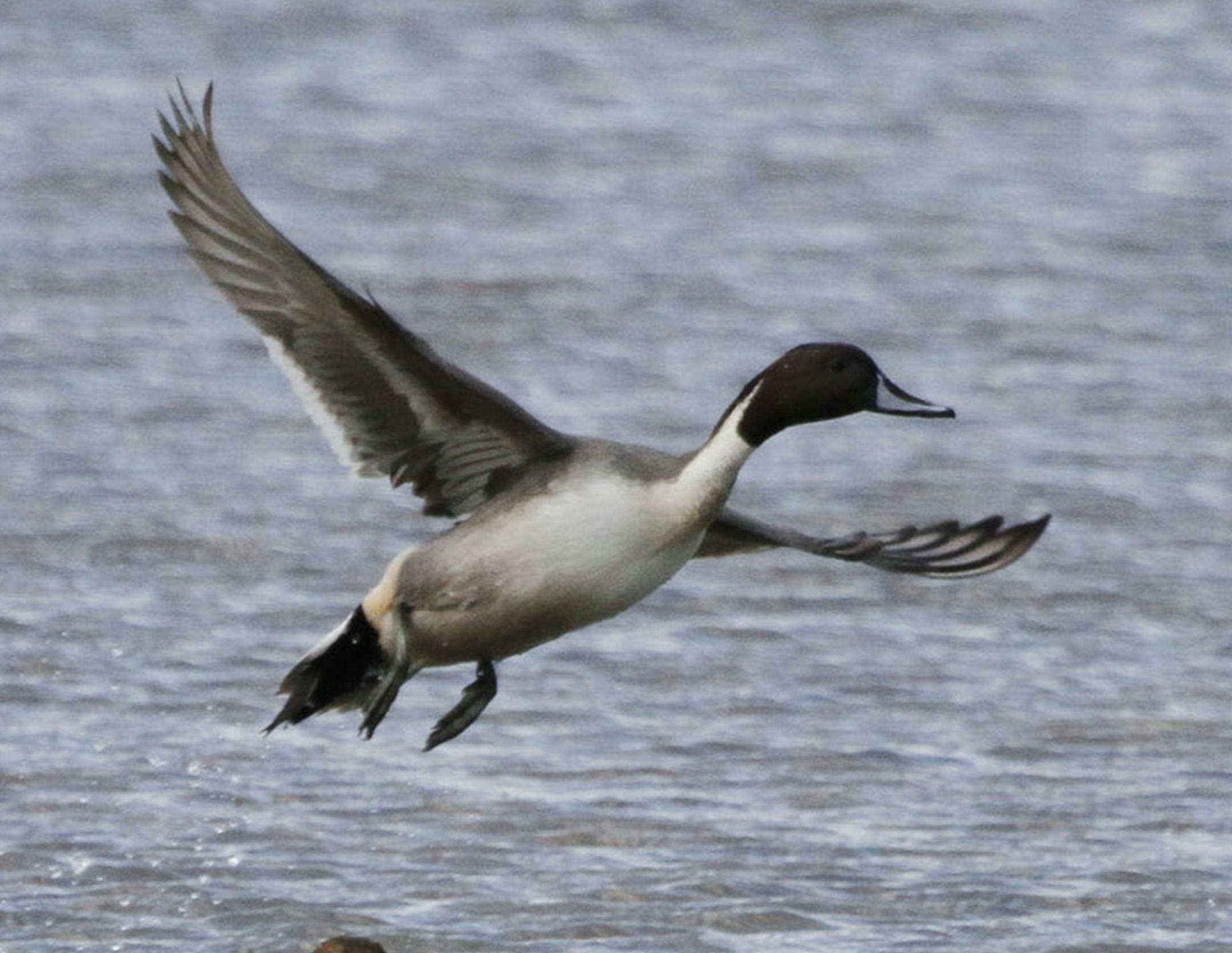 A drake pintail flushes at the Quivira National Wildlife Refuge. Recent counts state there were about 97,000 ducks at the refuge. (Michael Pearce/Wichita Eagle/TNS) ORG XMIT: 1172694