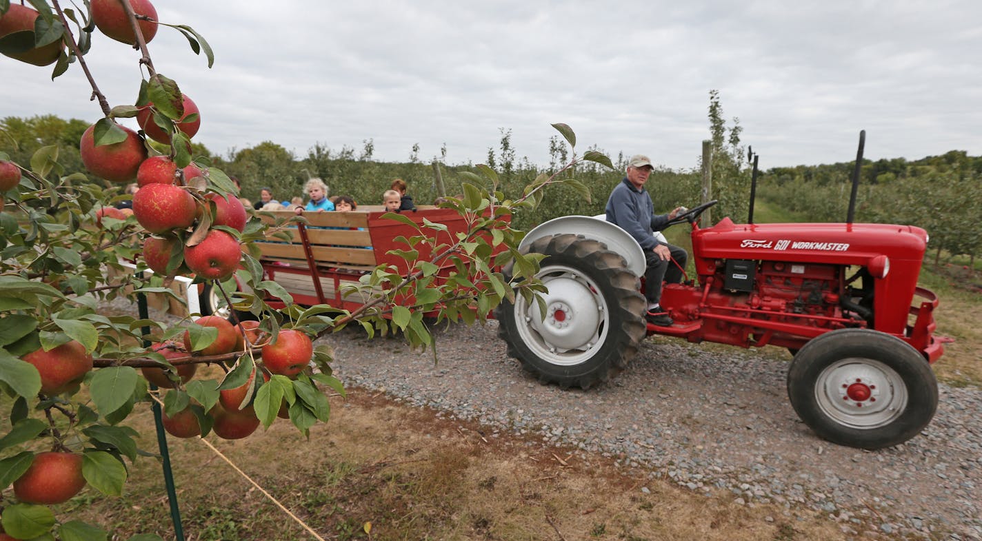 Lowell Johnson of Apple Jack Orchard in Delano MN., gave Children of Tomorrow Daycare of Waconia a tour of the apple orchard on 9/17/13. A look at the growth of the designer apple and the family pick-your-own experience. When Apple Jack Orchard was planted in Delano 30 years ago, the seed was just being planted. People were still munching on Haralsons and locally grown was for the hippy fringe. Now families flock to orchards each autumn for Sweet Tango, Zestar and the much coveted Honeycrisp.] B