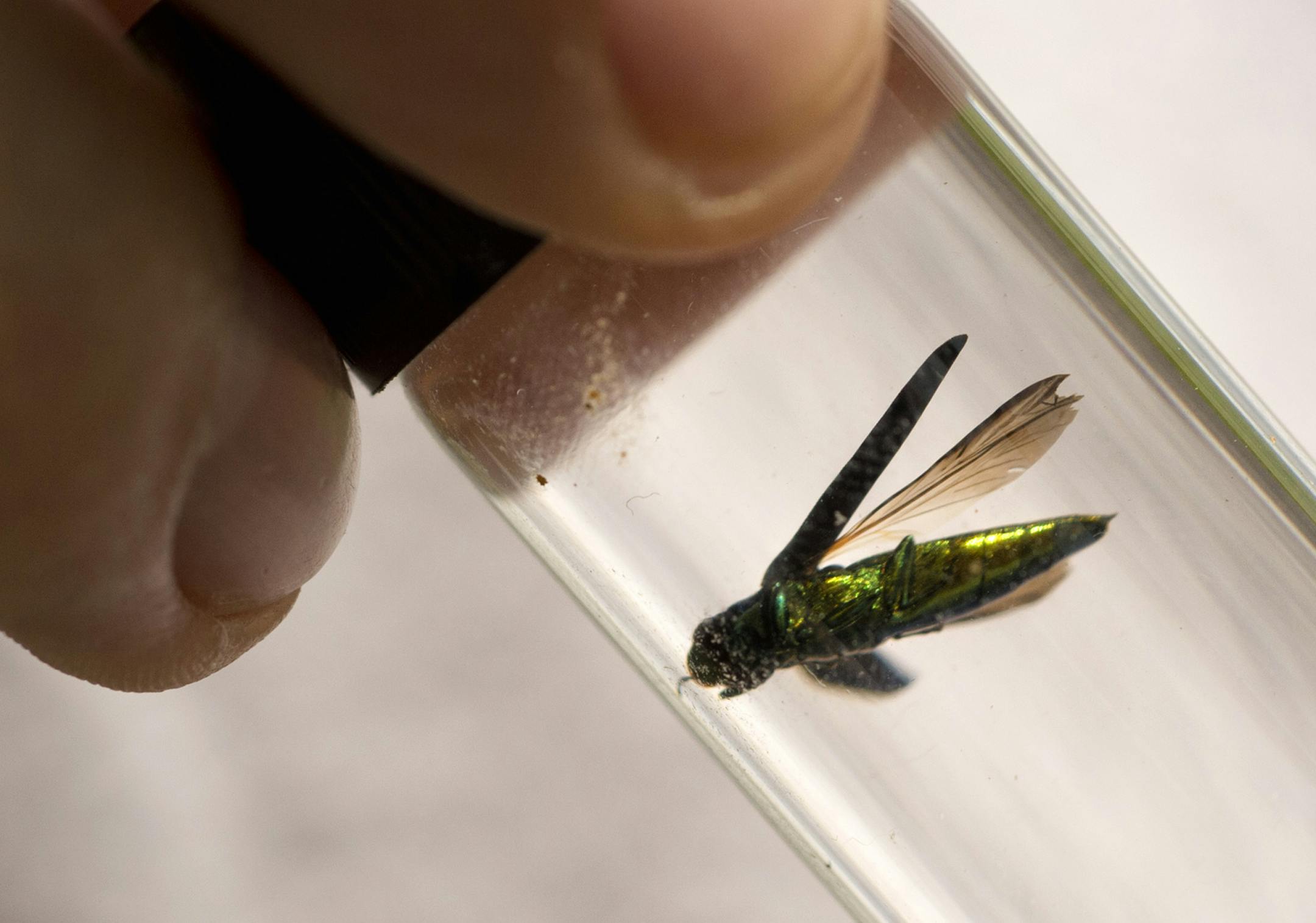 An emerald ash borer suspended in alcohol-based hand sanitizer. The state is engaged in a two-pronged attack on the pests in St. Paul and Minneapolis.