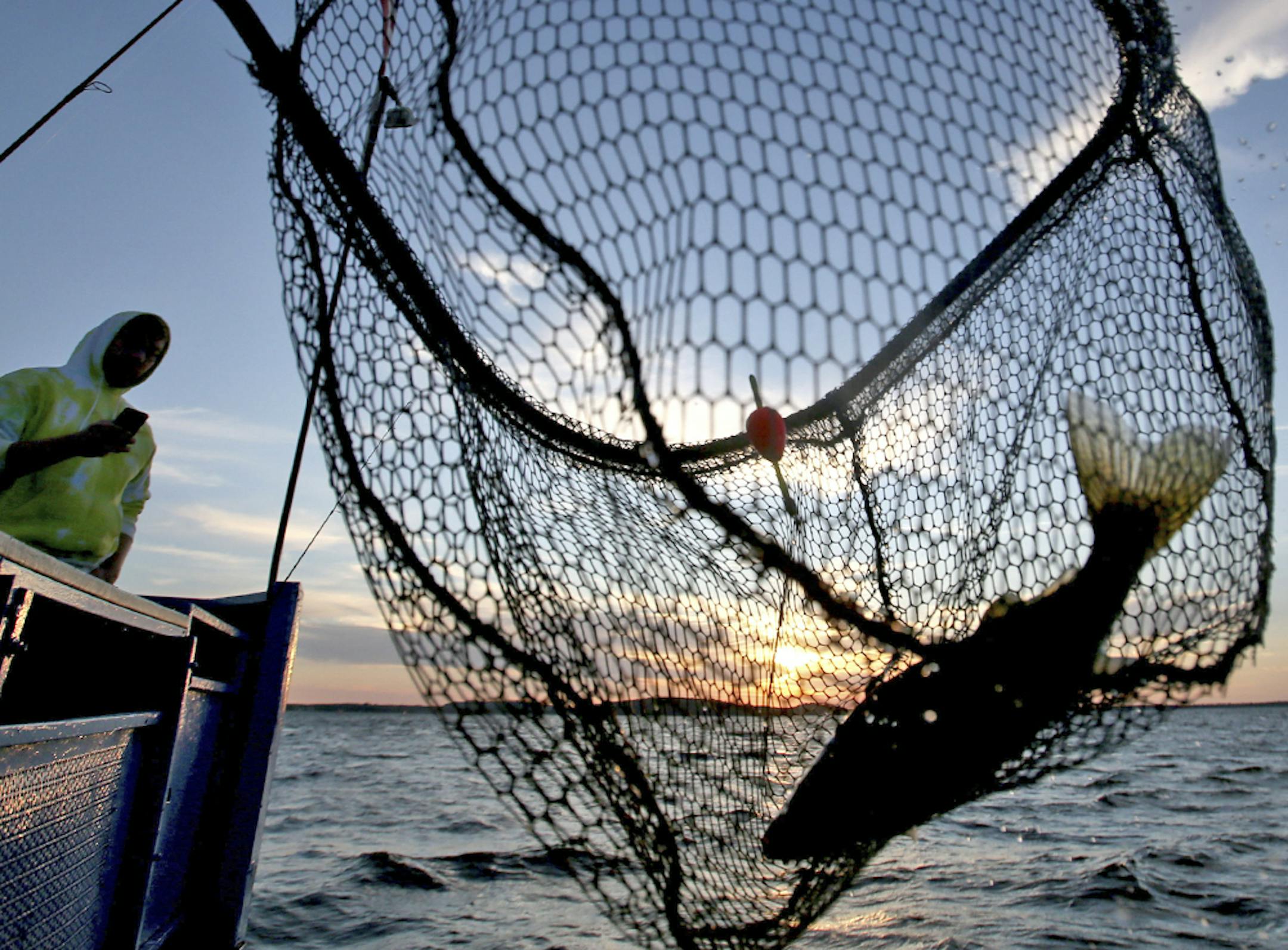 A walleye is netted, caught on the Twin Pines Resort boat at sunset Wednesday, July 29, 2015, during an evening excursion on Lake Mille Lacs.](DAVID JOLES/STARTRIBUNE)djoles@startribune.com The walleye crisis on Mille Lacs sparked a fresh round of fingerpointing, and fewer targets take more blame than the Mille Lacs Band of Ojibwe and the other bands who net fish in the shallows during spawning season. The racial tensions have always been there, but now the Indian bands are no longer the weaker