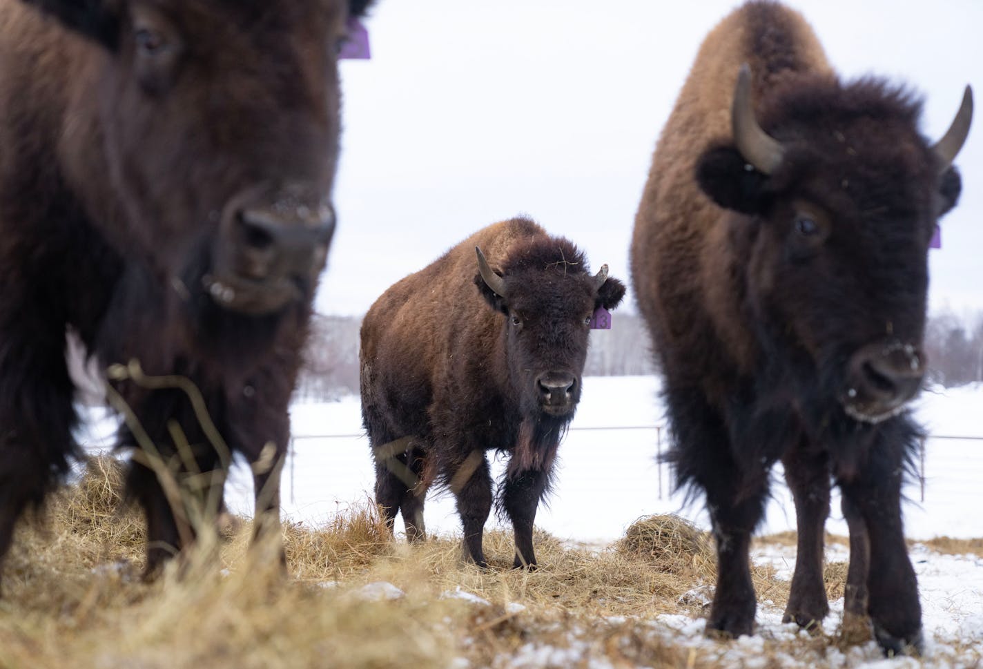 Bison roam around in a pen Thursday, January 12, 2023 at Native Wise Farm on the Fond Du Lac Reservation in Sawyer, Minn. ]