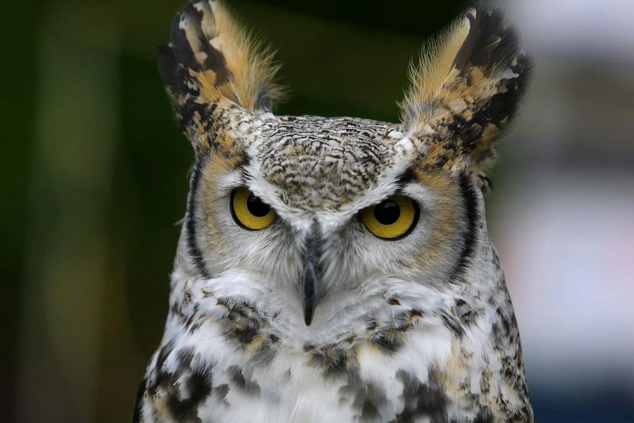 A great horned owl named Samantha took it in the opening. // birds, bird //