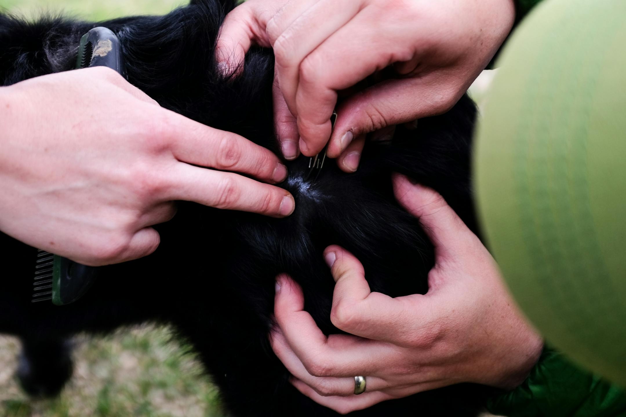 Anthony and Genna Souffle removed a tick from their dog, Onyx, Monday morning before departing Glacial Lakes State Park.